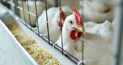 Further avian influenza cases confirmed